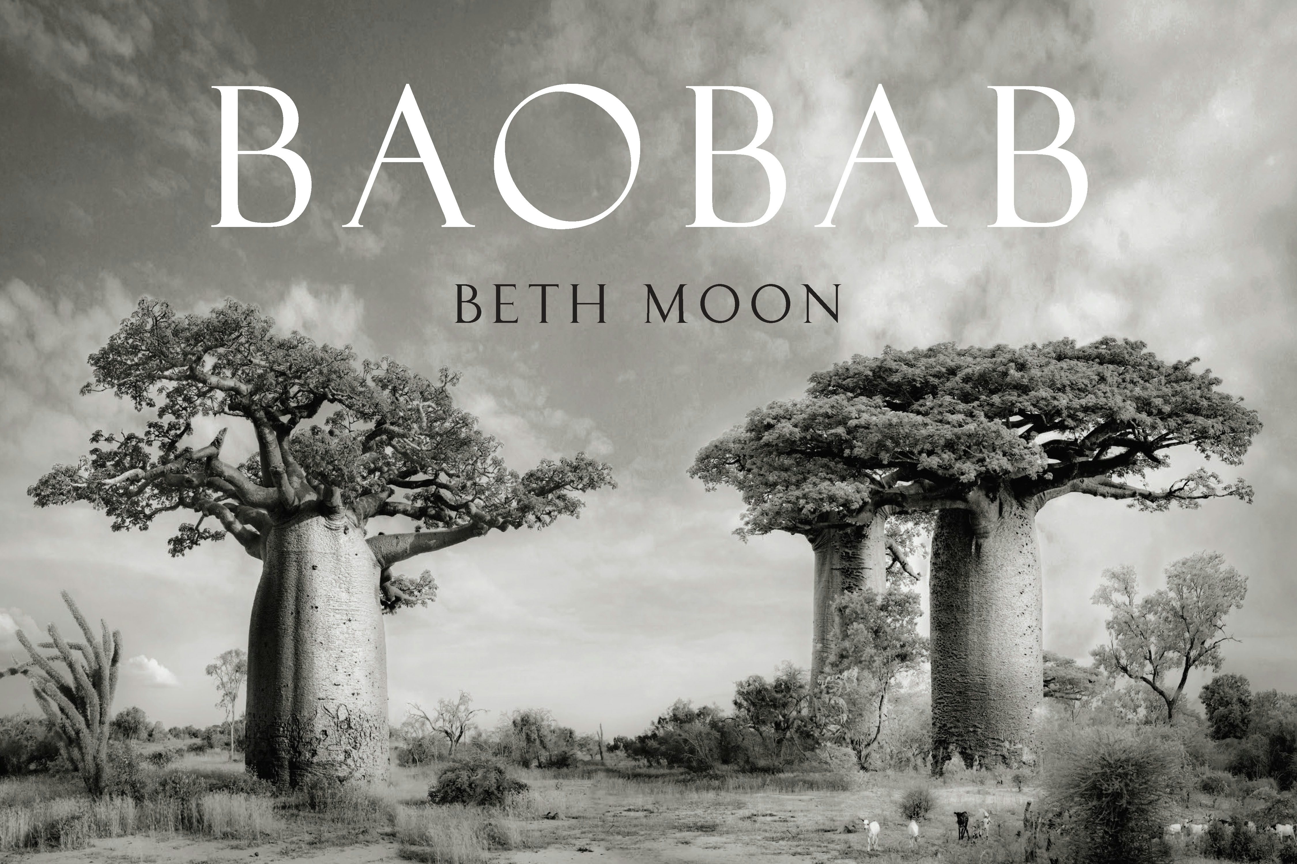Baobab – Abbeville