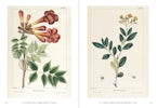 The Trees of North America