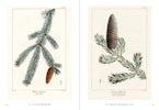 The Trees of North America